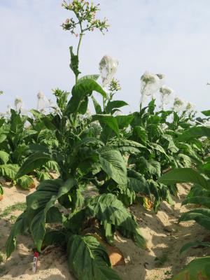 PLANT